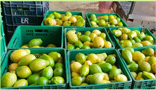 Guayaba pera en canastillas