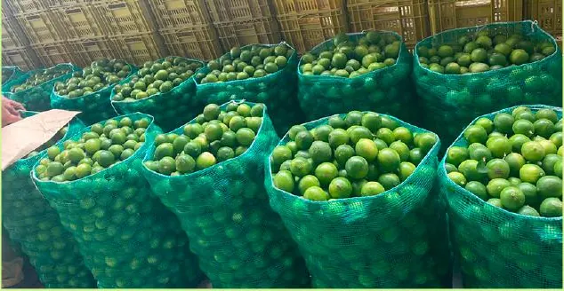 Limón Tahití en mallas