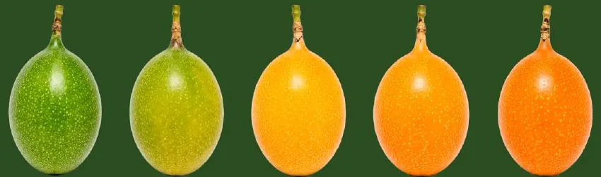 Cinco granadillas, de verde a naranja oscuro