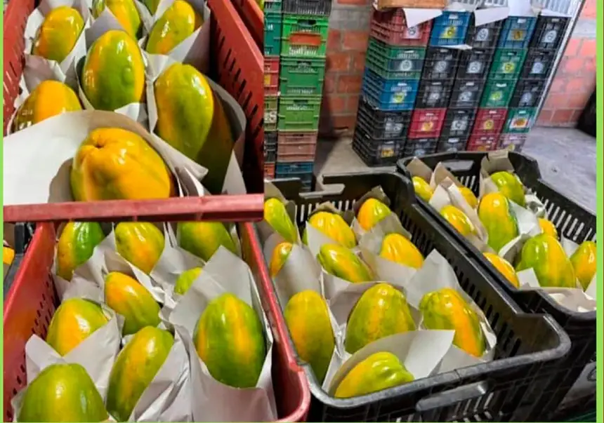 Papaya Tainung empacada