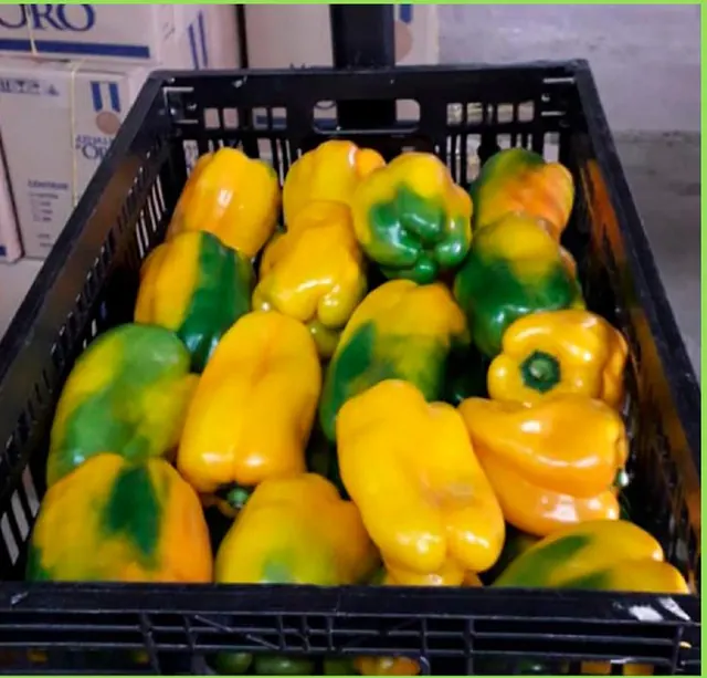 Pimentón amarillo de invernadero
